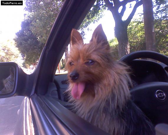 La foto del perro