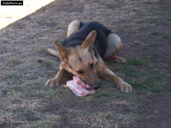 La foto del perro
