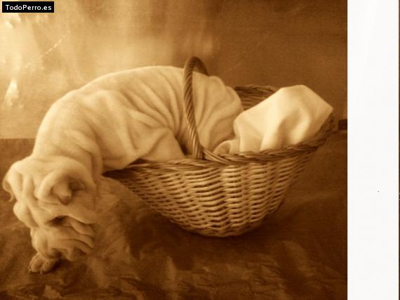 La foto del perro