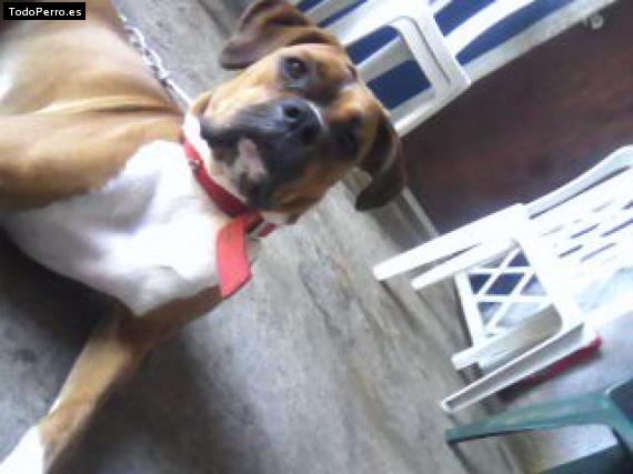 Foto del perro Rayma