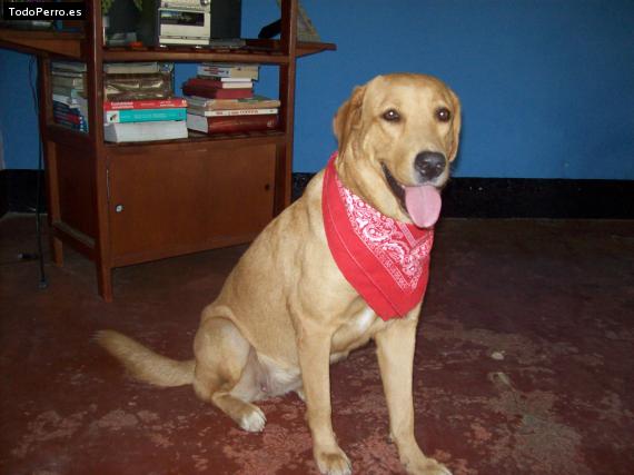 La foto del perro