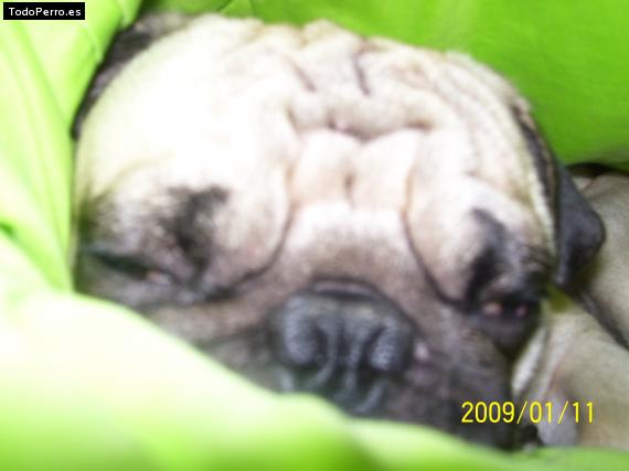 La foto del perro
