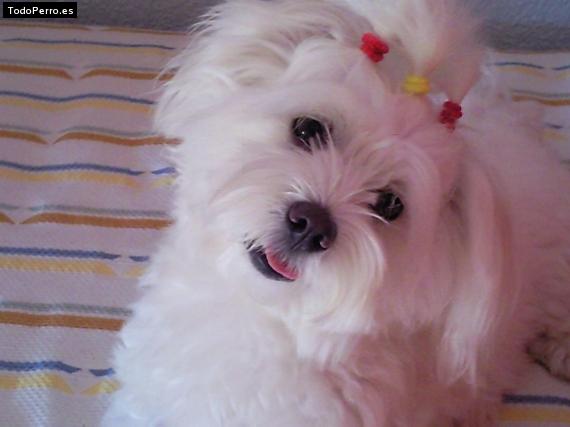 La foto del perro