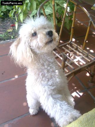 La foto del perro