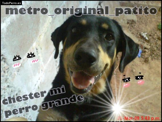 La foto del perro