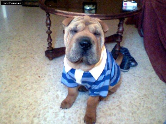 La foto del perro