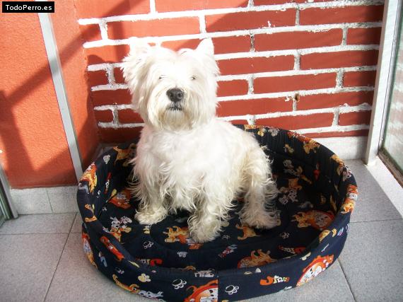 La foto del perro
