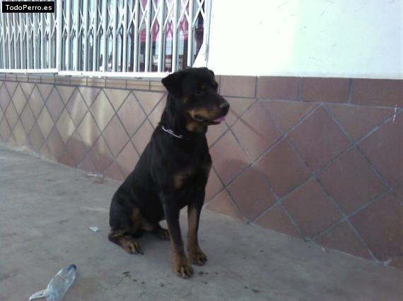 La foto del perro