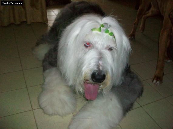 La foto del perro