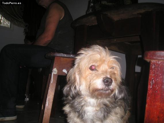 La foto del perro
