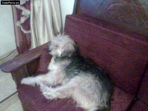 La foto del perro