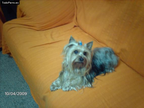 La foto del perro