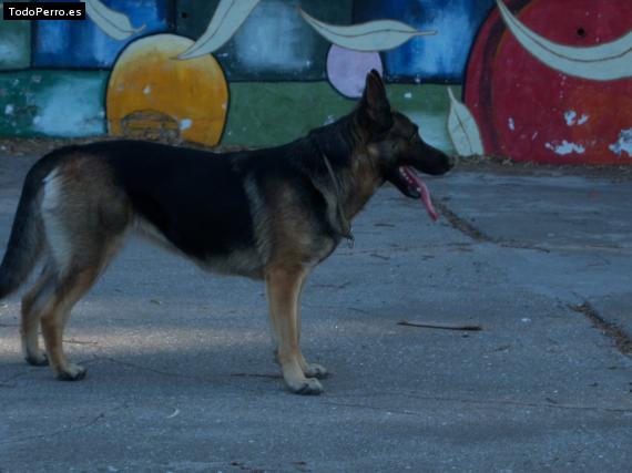 La foto del perro