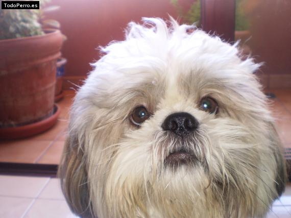 La foto del perro