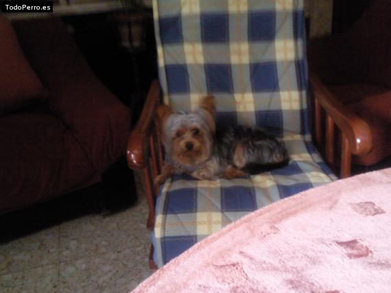 La foto del perro