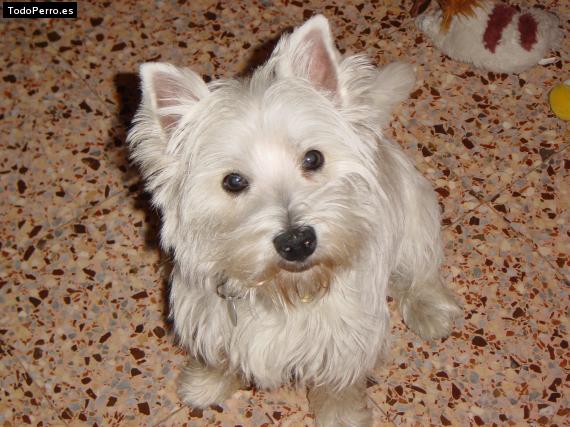 La foto del perro