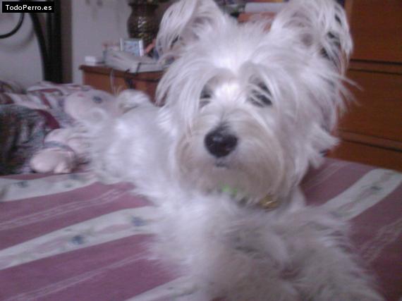 La foto del perro