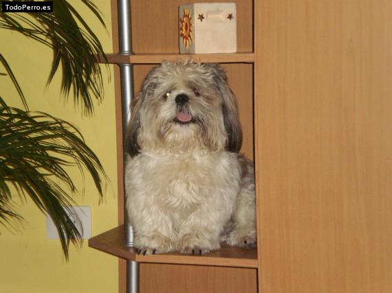 La foto del perro