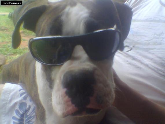 La foto del perro