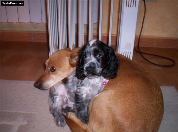 La foto del perro