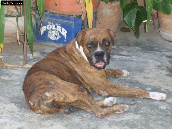 La foto del perro