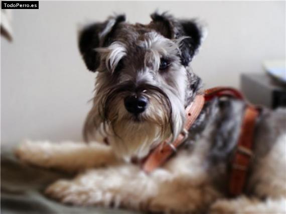 La foto del perro