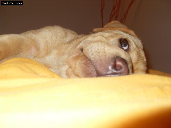 La foto del perro