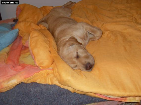 La foto del perro