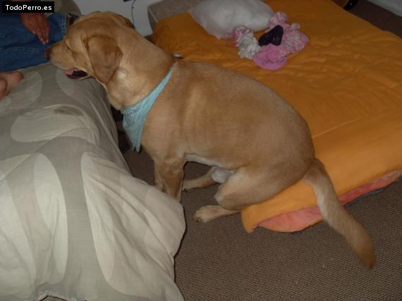 La foto del perro