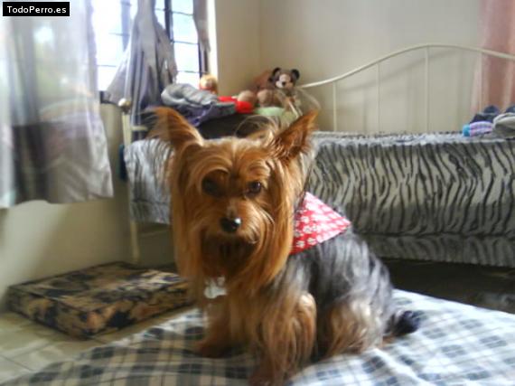 La foto del perro