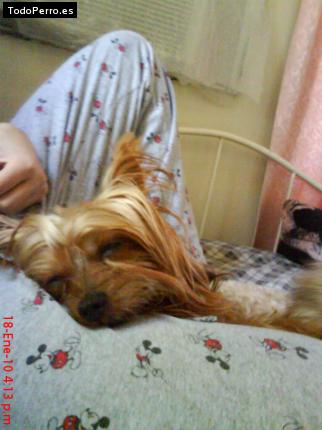 La foto del perro