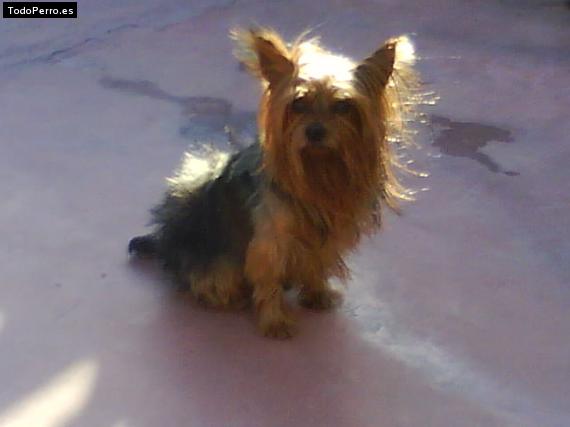 La foto del perro