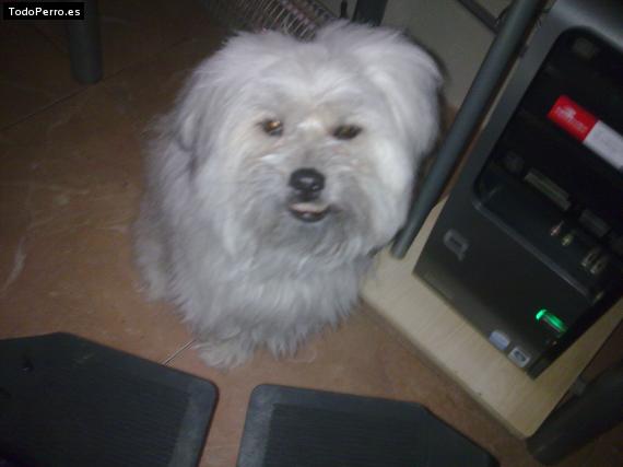 La foto del perro