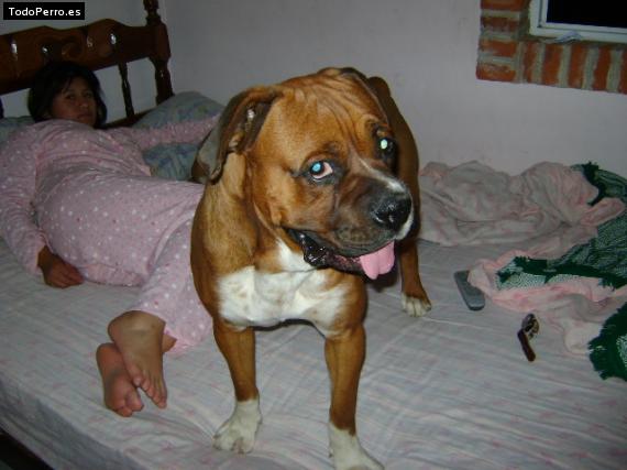 La foto del perro
