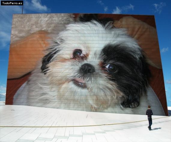 La foto del perro