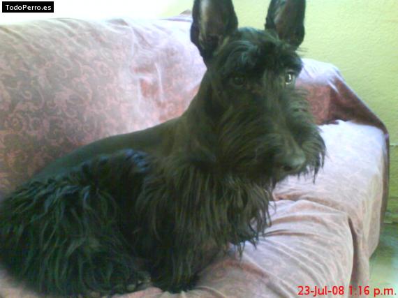 La foto del perro