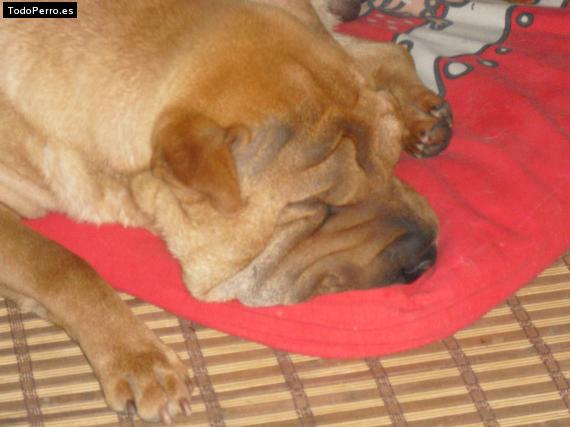 La foto del perro