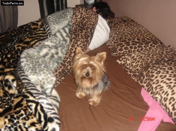La foto del perro
