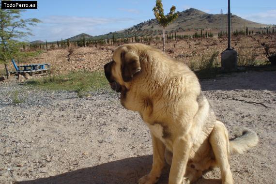 La foto del perro