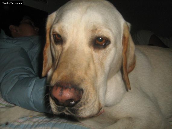 La foto del perro