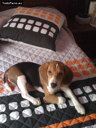 La foto del perro