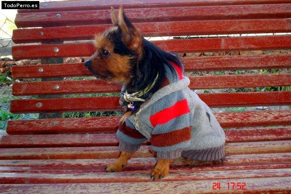 La foto del perro