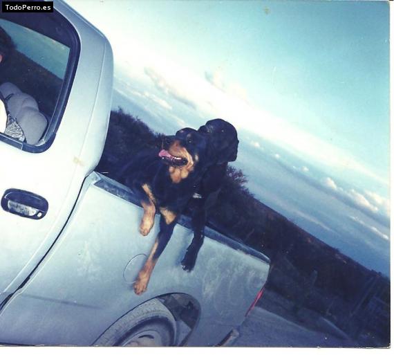 La foto del perro