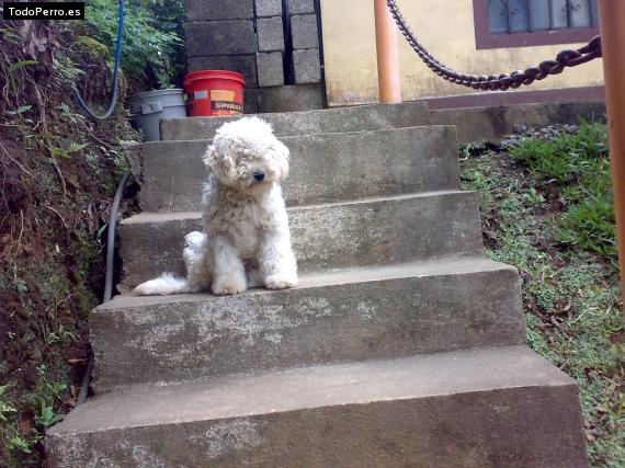 La foto del perro
