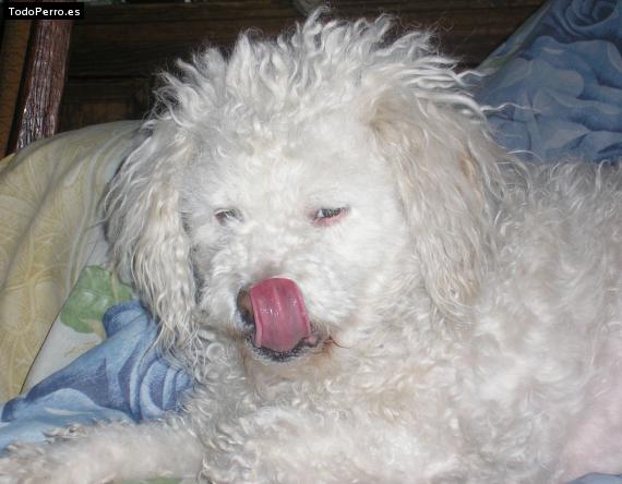 La foto del perro