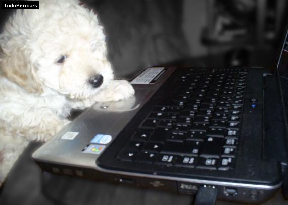 La foto del perro