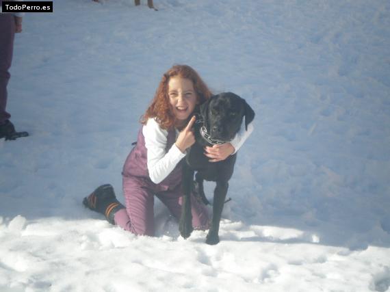 La foto del perro