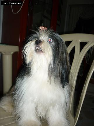 La foto del perro