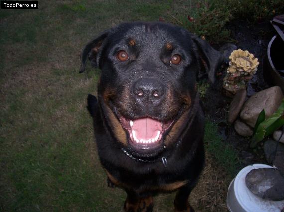 La foto del perro