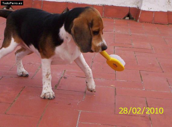 La foto del perro